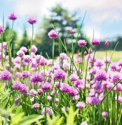 Chives flowers pinky-purple